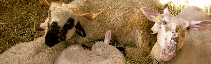 Schaf mit Jungtier